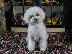 PoulaTo: Bichon Frisé